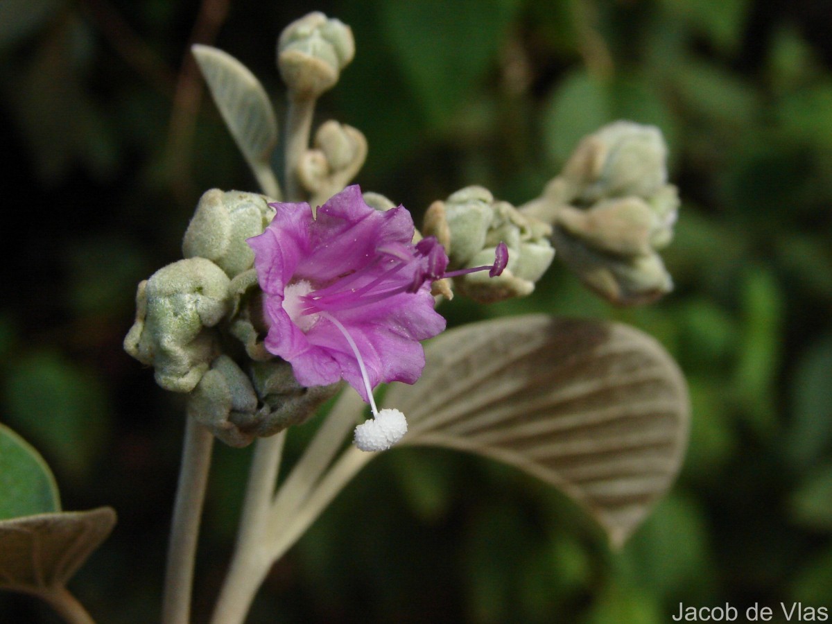 Argyreia osyrensis (Roth) Choisy